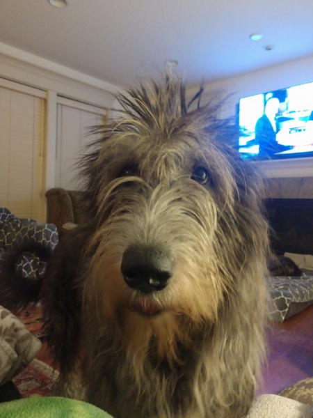 Lulu