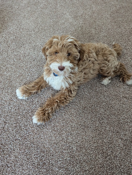 Bailey
