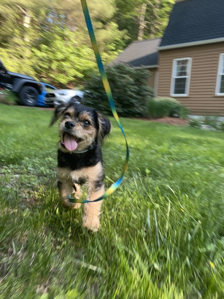 Gizmo