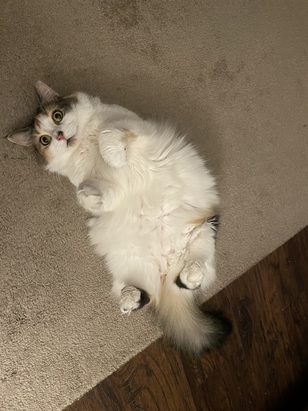 Clawdia