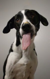 Otis