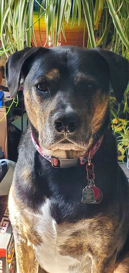 Simon