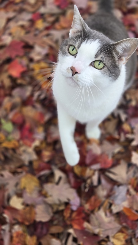 Milo