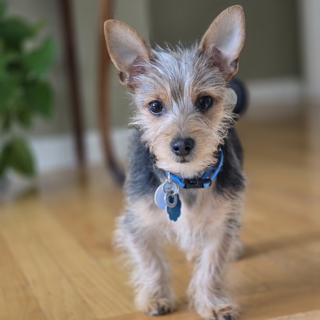 Archie