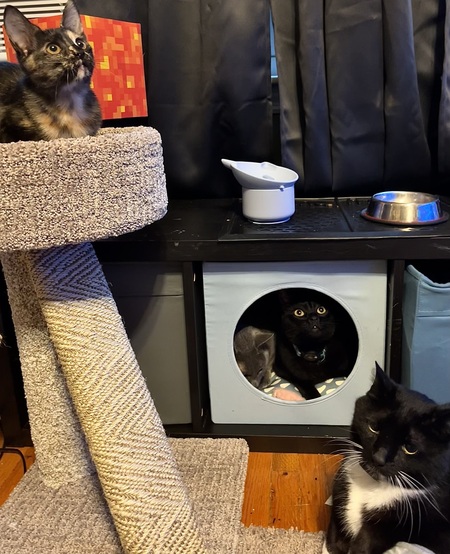 Jam, Vance, Velcro and Mr. Figs