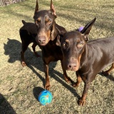Entry image for Duke & Dixie 