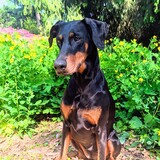Entry image for Bella