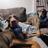Entry image for Diesel and Ellie 