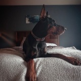 Entry image for Elvis