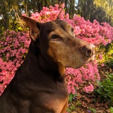 Entry image for Rusty
