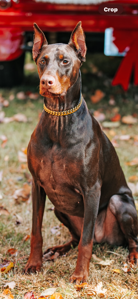 Bella