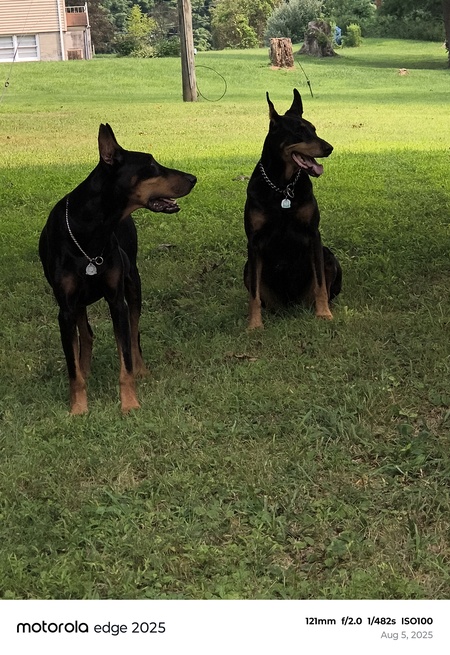 GUNNER -Olive