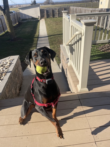 Rocco