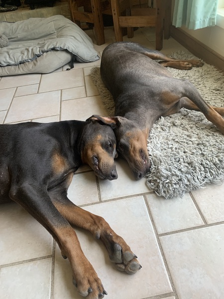 Blue and Buddy