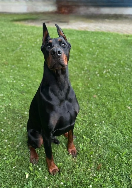 Angus