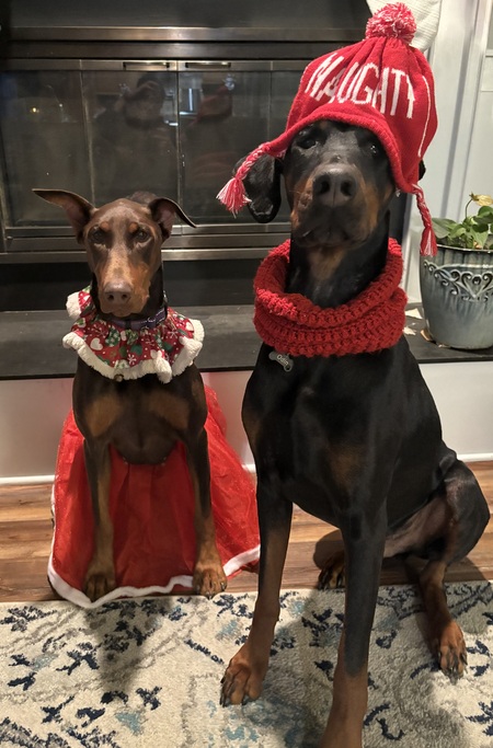 Entry image for Ella & Odin. Clicking this image will show a larger photo