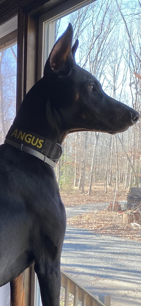 Angus 