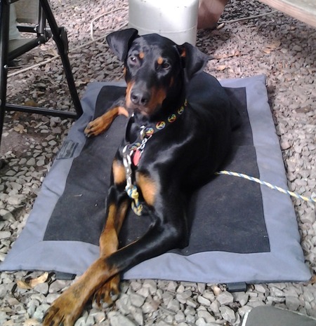 Toby