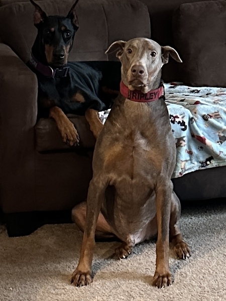 London and Ripley