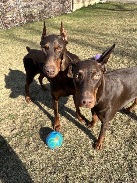 Entry image for Duke & Dixie . Clicking this image will show a larger photo