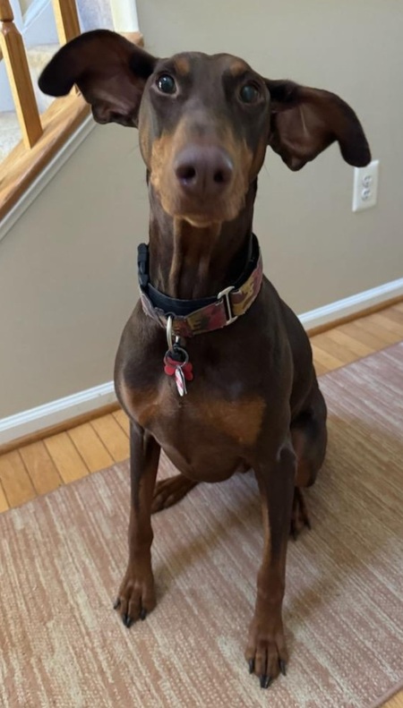 Entry image for Remington. Clicking this image will show a larger photo