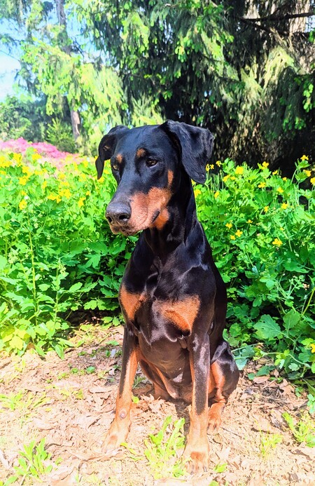 Entry image for Bella. Clicking this image will show a larger photo