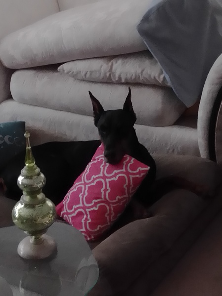 Entry image for Noelle. Clicking this image will show a larger photo