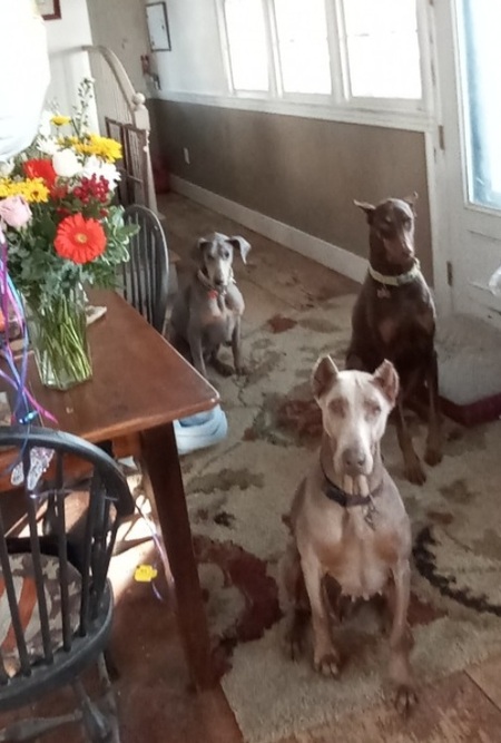 Entry image for Pumpkin, Red and Irma. Clicking this image will show a larger photo