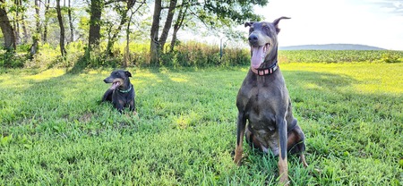 Entry image for Smokey & Penny VanDoren. Clicking this image will show a larger photo