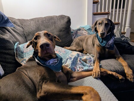 Entry image for Diesel and Ellie . Clicking this image will show a larger photo