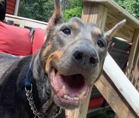 Entry image for Blue, aka The Notorious B.L.U, aka Blue B. Stinkin. Clicking this image will show a larger photo