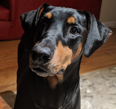 Entry image for Maisie. Clicking this image will show a larger photo