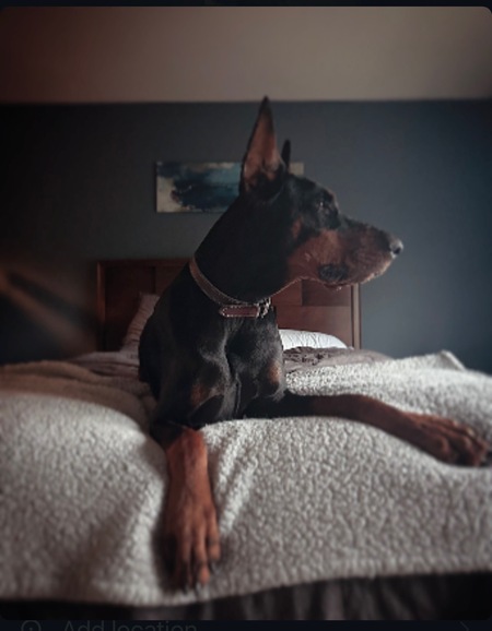 Entry image for Elvis. Clicking this image will show a larger photo