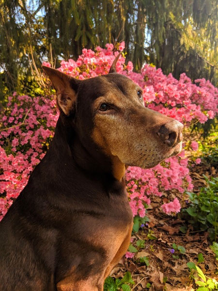 Entry image for Rusty. Clicking this image will show a larger photo