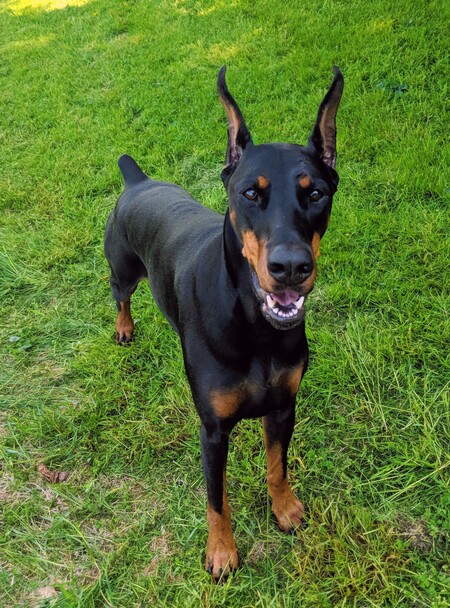 Entry image for Freya . Clicking this image will show a larger photo
