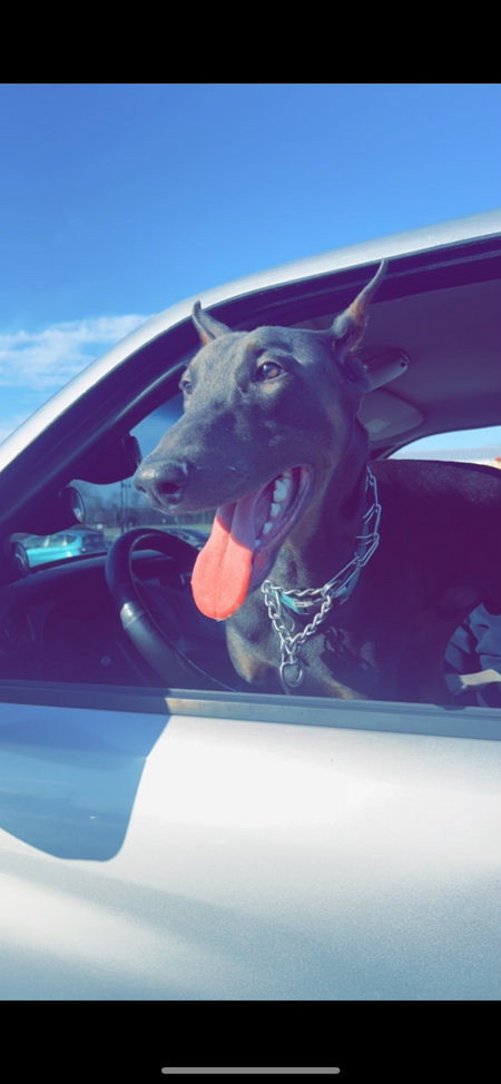 Entry image for Duke. Clicking this image will show a larger photo