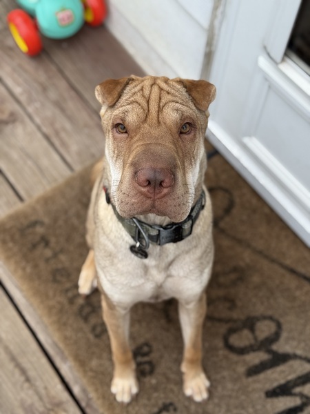 Whiskey 