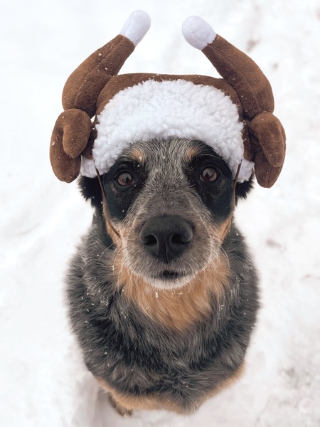 Ziva