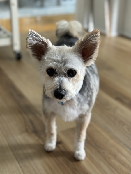 Finn