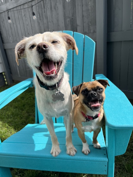 Mingo & Gizmo