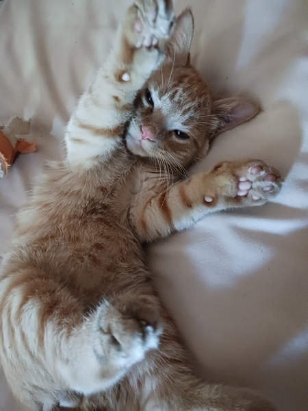 Phineas 