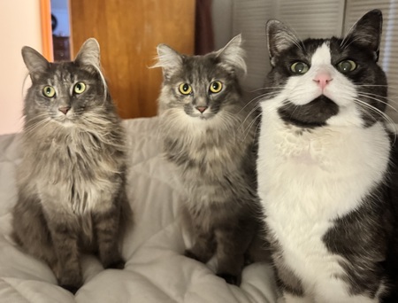 Eevee, Cecelia and Ollie 