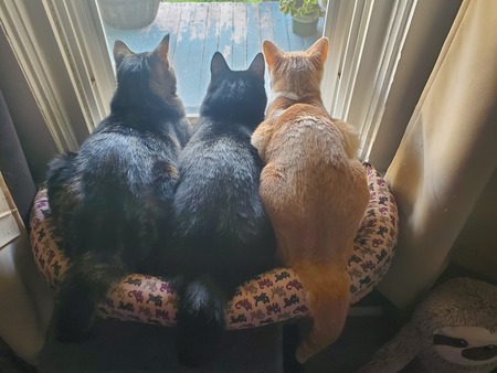 Aurora, Samara, Mousse 
