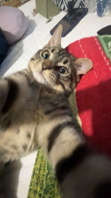 Trixi