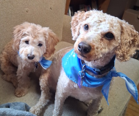 Sully + Seamus