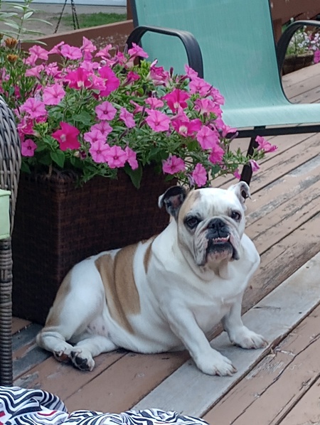 Minnie the Mooch