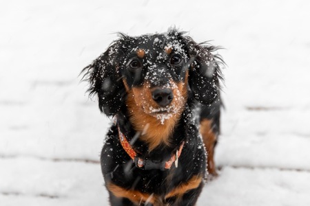 Bailey