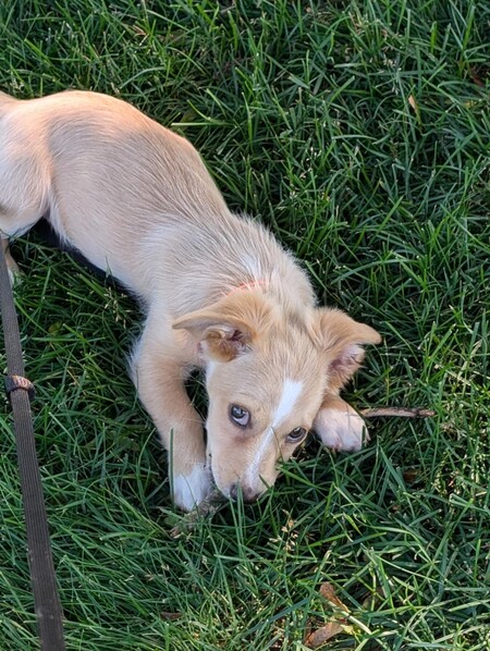 Pip