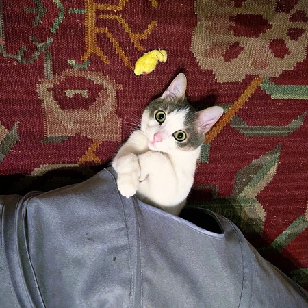 Oskar