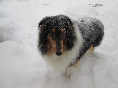 Maximus (Max)